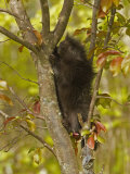 Common Porcupine in a Tree  Erethizon Dorsatum  North America