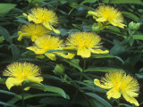 St John's-Wort Flowers  Hypericum Perforatum  North America