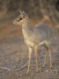 Guenther's Dik-Dik  Madoqua Guentheri  Samburu  Kenya  Africa
