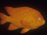 Garibaldi (Hypsypops Rubicundus)  California  USA
