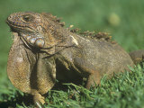 Male Green Iguana (Iguana Iguana) Sunning on Grass  with Dewlap Extended  Costa Rica