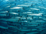 Blackfin Barracuda (Sphyraena Qenie) Pacific Ocean