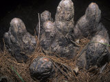 Knees of the Bald Cypress  Taxodium Distichum  Southern USA