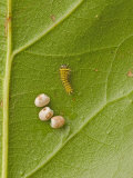 Silkmoth Eggs and a Newly Hatched Caterpillar (Rothschildia Hesperus) Ecuador