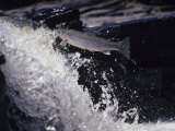 Steelhead Rainbow Trout Leaping Falls  Oncorhynchus Mykiss  North America