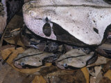Eastern Gaboon Viper Adult with Young  Bitis Gabonica  East Africa