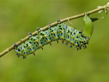 Calleta Silkmoth Last Instar Caterpillar Eating a Leaf (Eupackardia Calleta) Texas  USA