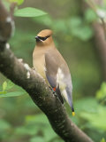 Cedar Waxwing  Bombycilla Cedorum  North America