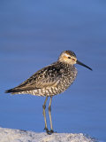 Stilt Sandpiper  Calidris Himantipus  Canada