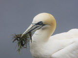 Northern Gannet with Nesting Material in its Bill  Morus Bassanus  North America