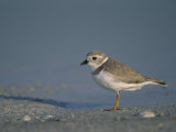 Piping Plover  a Threatened Species  Charadrius Melodus   Usa  Charadrius Melodus