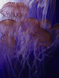 Northern Sea Nettle Jellyfishes (Chrysaora Melanaster)  Japan to the Bering Sea