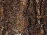 Red Fir Bark (Abies Magnifica)  Western North America