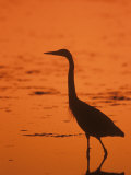 Great Blue Heron Silhouette at Twilight (Ardea Herodias)  North America