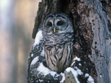 Barred Owl (Strix Varia) in a Hollow of a Maple Tree (Acer) North America