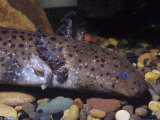 Lesser Siren Head Showing its External Gills (Siren Intermedia)  Texas to Florida  USA