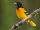 Baltimore Oriole  Icterus Galbula  Eastern USA