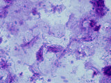 Human Oral Bacteria Phase Contrast