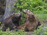 Brown Bears  Ursus Arctos  Bavarian Forest National Park  Germany  Europe