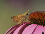 Broken Dash Skipper on Coneflower  Wallengrenia Otho  Echinacea Purpurea