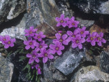 Scamman's Spring Beauty (Claytonia Scammaniana) in the High Alpine Tundra of Alaska  USA