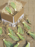 Rhizomes of Bearded Irises Ready for Planting