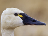Tundra Swan Head (Cygnus Columbianus)  Alaska  USA