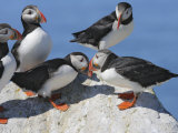Atlantic Puffins  Fratercula Arctica