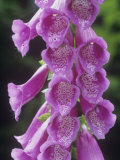 Foxglove Flowers  Digitalis Purpurea  North America