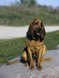 Bloodhound Breed of Domestic Dog