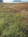Saltmarsh  Spartina  Habitat  Maine  USA