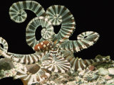 Banded Octopus (Octopus Horridus)  Indian Ocean
