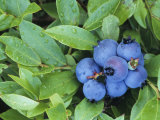 Ripe Blueberries