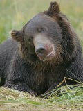 Brown Bear Resting with a Bloody Face from Eating Salmon  Ursus Arctos  Alaska  USA