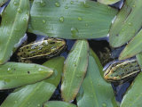 Leopard Frogs    Rana Pipiens