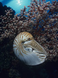 Chambered Nautilus (Nautilus Pompilius) and Soft Coral  Indonesia