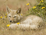 A Patagonian Gray Fox  Dusicyon Griseus or Pseudalopex Griseus