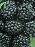 Smooth Blackberry Harvest (Rubus Canadensis)  Eastern North America