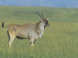 Giant Eland on the Savanna  Taurotragus Derbianus  East Africa