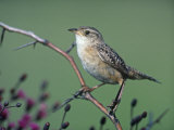 Sedge Wren (Cistothorus Platensis)  North America