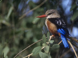 Gray-Headed Kingfisher  Halcyon Leucocephala  Samburu Game Reserve  Kenya  Africa