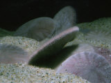 Sand Dollars  Dendraster Excentricus  Showing Tube Feet  Alaska to Baja California  USA