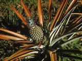 Pineapple Developing  Ananas Comosus