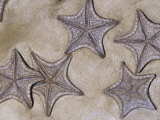 Fossil Sea Stars (Crateraster Mccarteri)  85 MYA  Texas  USA