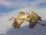 Sandhill Crane in Flight  Grus Canadensis  North America