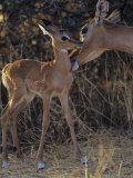 Impala Mother Grooming Her Young  Aepyceros Melampus  Samburu  Kenya  Africa