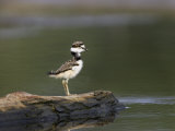 Kildeer (Charadrius Vociferus) Juvenile