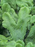 Thallus of a Thalloid Liverwort  Conocephalum Conicum