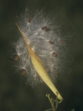 Butterfly Weed Seed Dispersal by the Wind (Asclepias Tuberosa)  Eastern USA