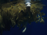 Harbor Seal (Phoca Vitulina) in Drifting Kelp Offshore  California  USA